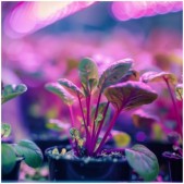 Stalo šviestuvas augalų...