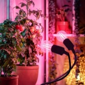 Stalo šviestuvas augalų...