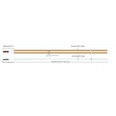 12W/m LED COB juosta,...